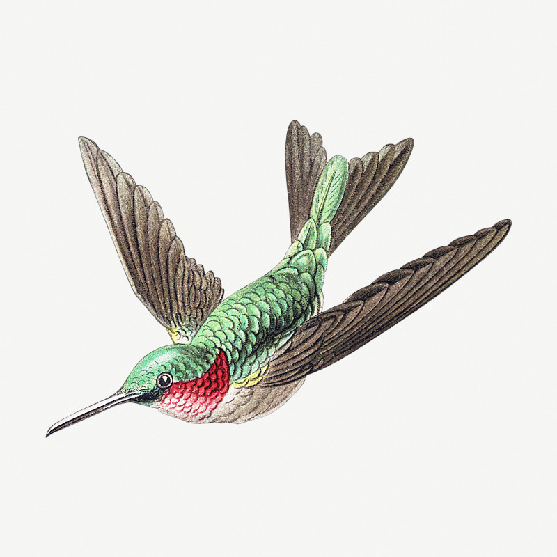 Colorful Vintage Hummingbird Illustration